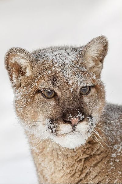 Juvenile mountain lion in deep winter snow-controlled situation-Montana-Puma concolor